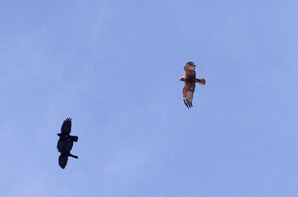 Rapace da identificare:   Falco di palude, maschio sub-adulto